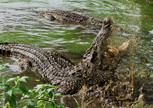 Mouth and teeth of the Cuban crocodile photo