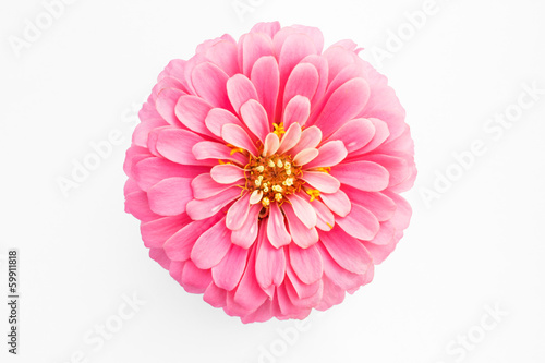 pink zinnia flower on white background