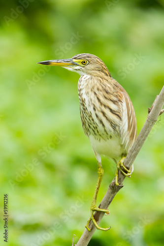Chinese Pond Heron was act on the bamboo branch