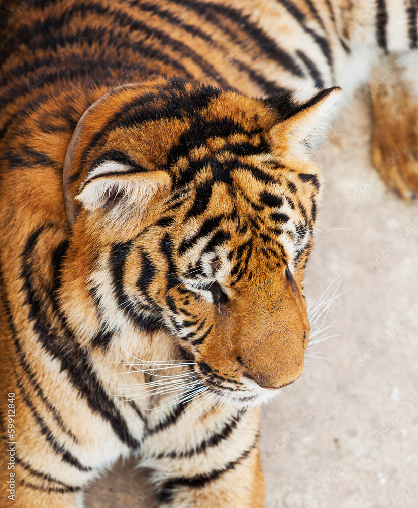 Obraz premium Shot of Tiger