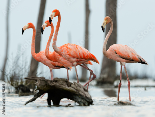 The flamingos walk on water. #59913295