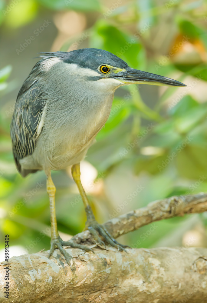 Obraz premium The portrait of Little Heron (Butorides striata) in nature