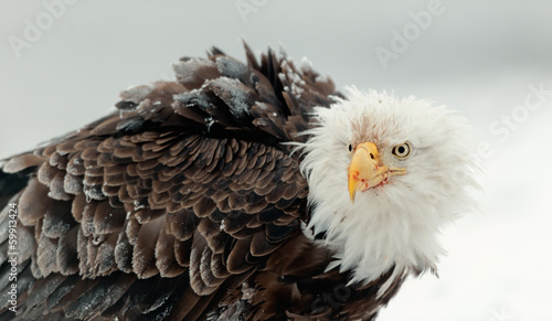 Close up Portrait of a Bald Eagle photo