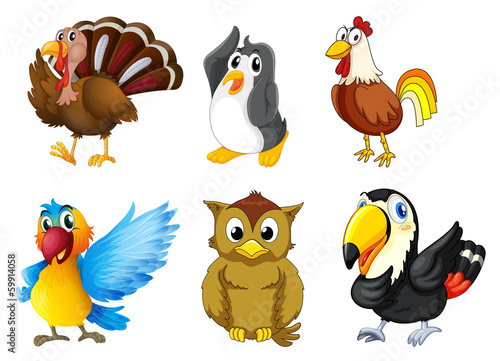 Different kind of birds