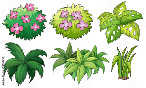 Six ornamental plants