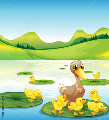 A duck and her ducklings at the pond