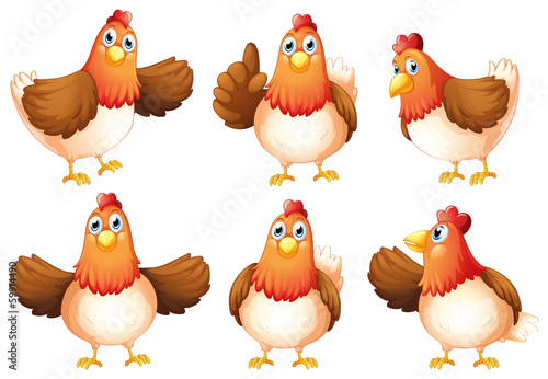 Six fat chickens