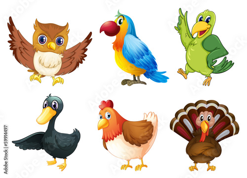 Six different species of birds