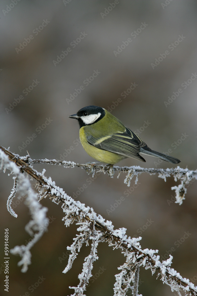 Fototapeta premium Great tit, Parius major