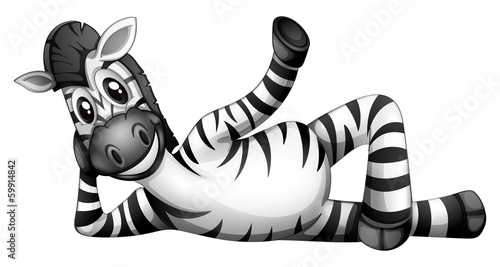 A zebra resting
