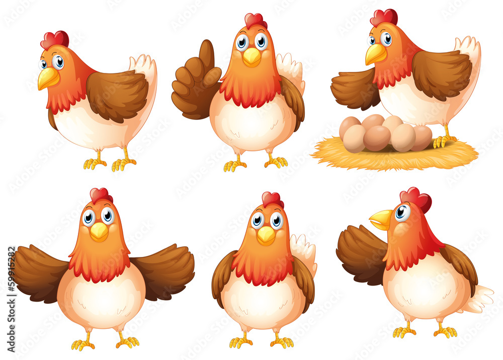Fototapeta premium Six egg-laying hens
