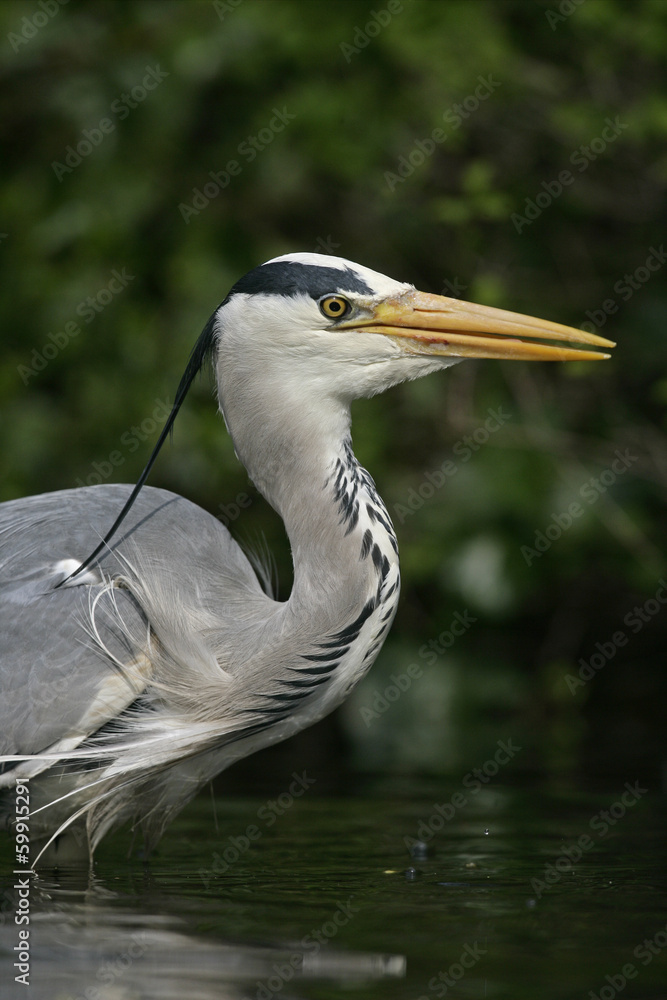 Grey heron, Ardea cinerea