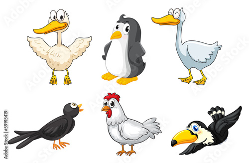 Different kinds of birds
