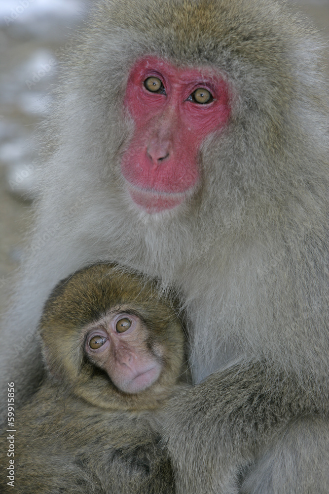 Obraz premium Snow monkey or Japanese macaque, Macaca fuscata