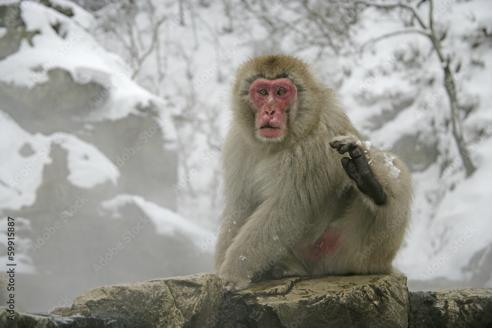 Snow monkey or Japanese macaque, Macaca fuscata