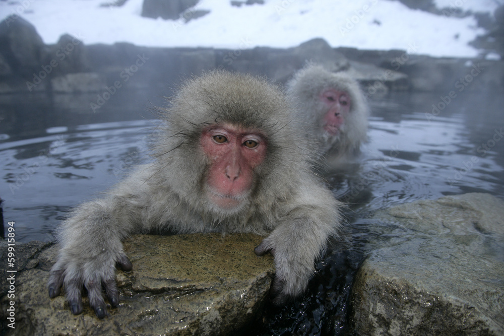 Naklejka premium Snow monkey or Japanese macaque, Macaca fuscata
