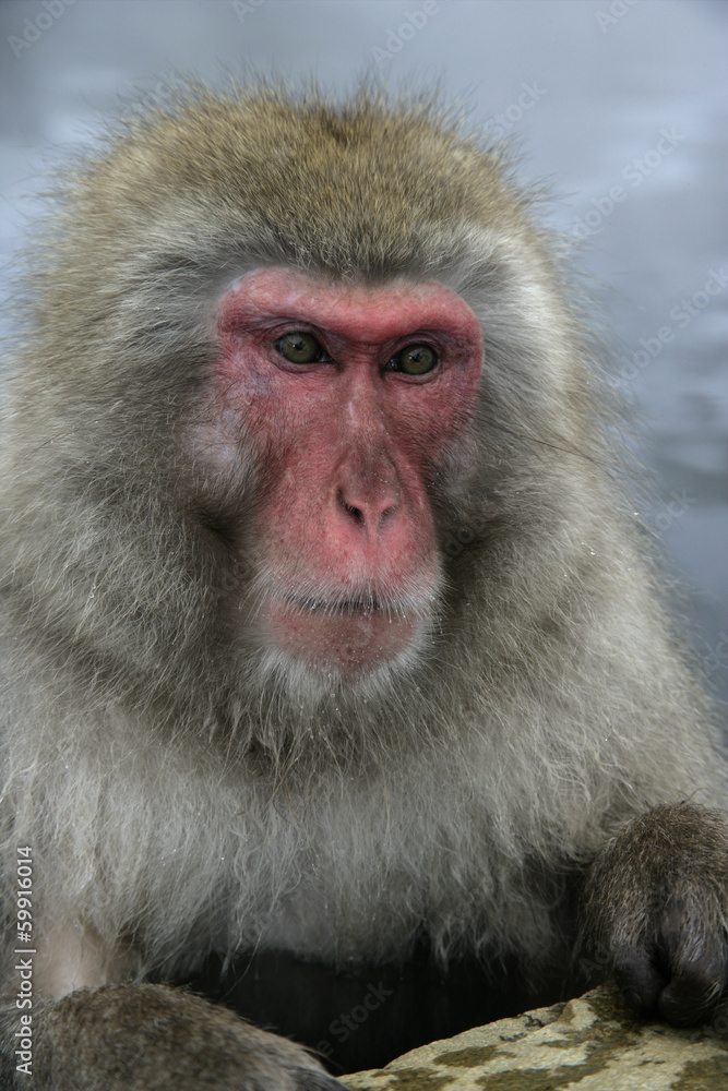 Snow monkey or Japanese macaque, Macaca fuscata Snow monkey or Japanese macaque, Macaca fuscata