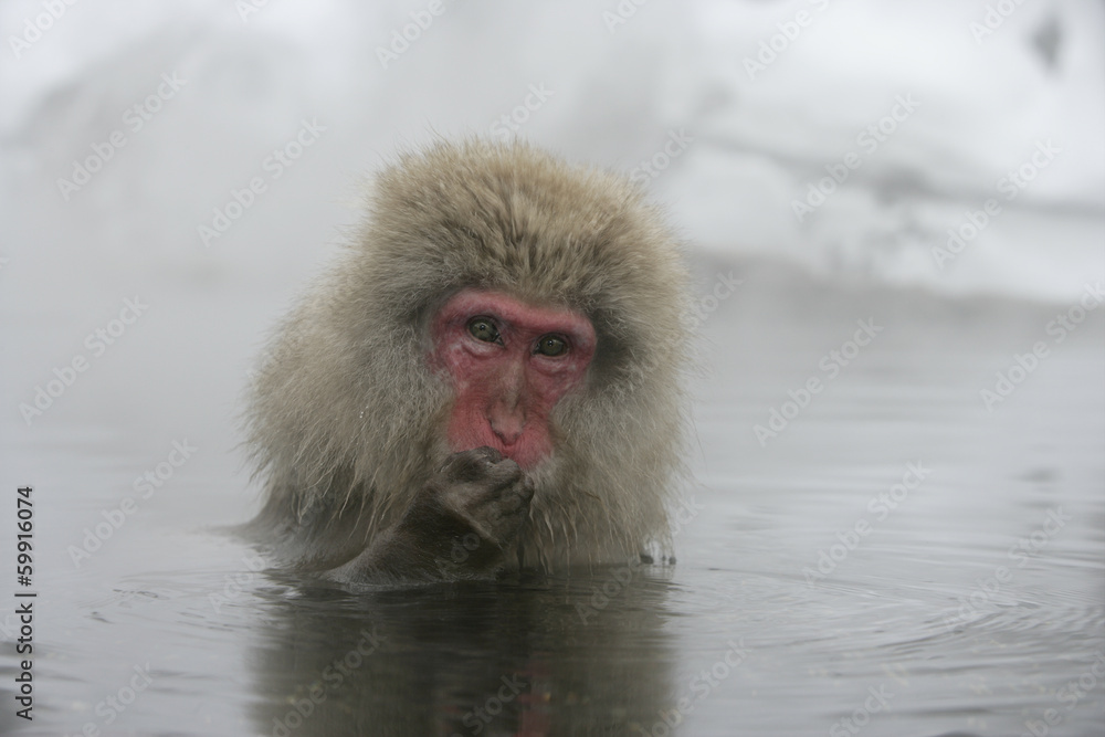 Naklejka premium Snow monkey or Japanese macaque, Macaca fuscata