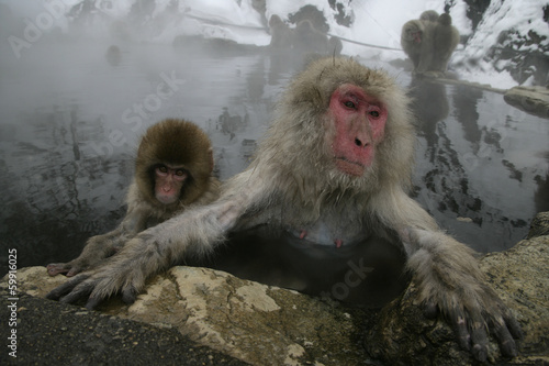 Snow monkey or Japanese macaque, Macaca fuscata © Erni