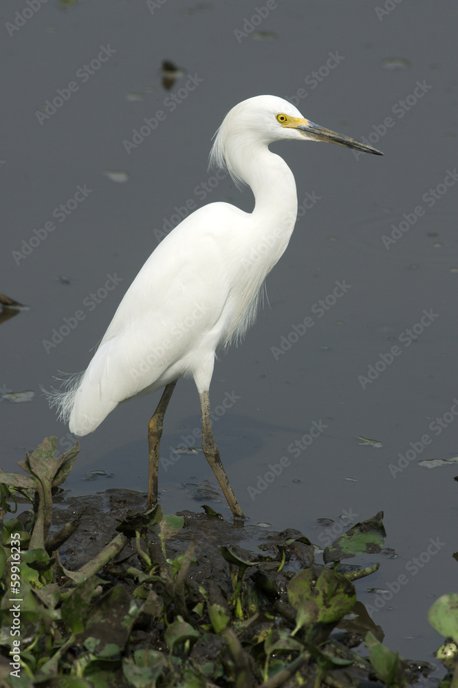 Obraz premium Snowy egret, Egretta thula,
