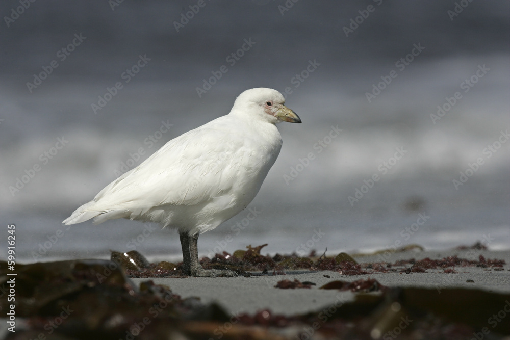 Snowy sheatbill, Chionis alba