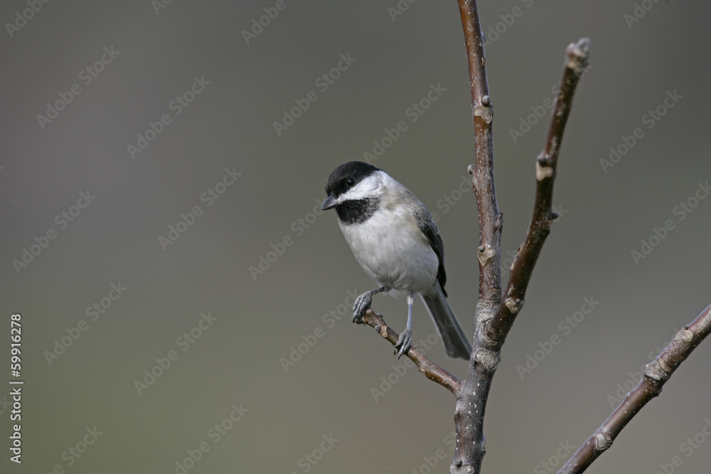 Fototapeta premium Sombre tit, Parus lugubris