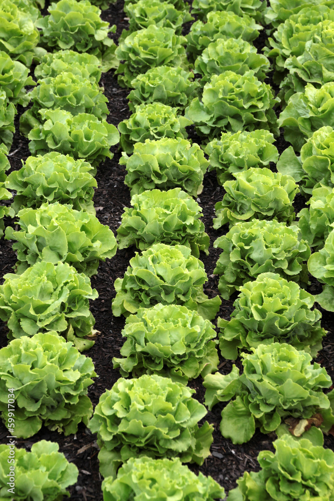 Salatköpfe in einem Garten Salatköpfe in einem Garten