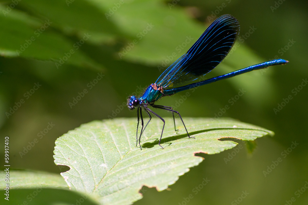 Blue dragonfly Blue dragonfly