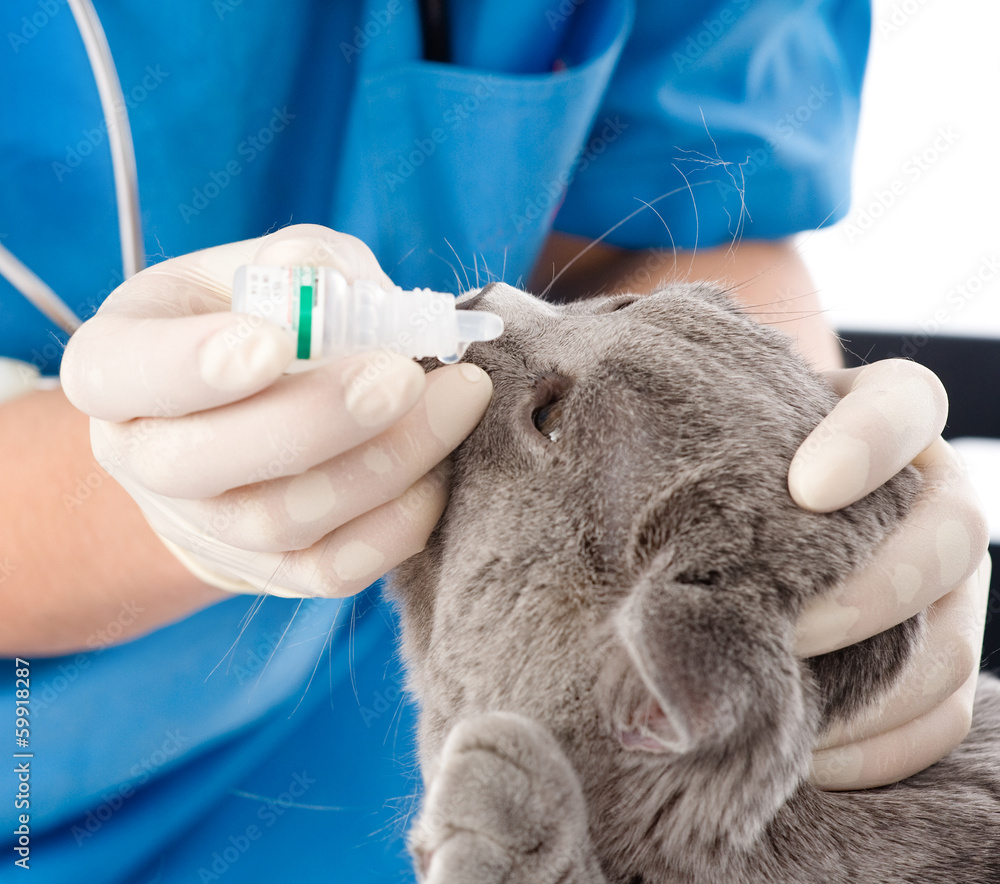 veterinarian dripping drops to the kitten eye in clinic