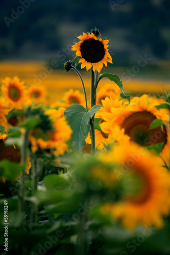 one sunflower above the othes in the summer field  photo