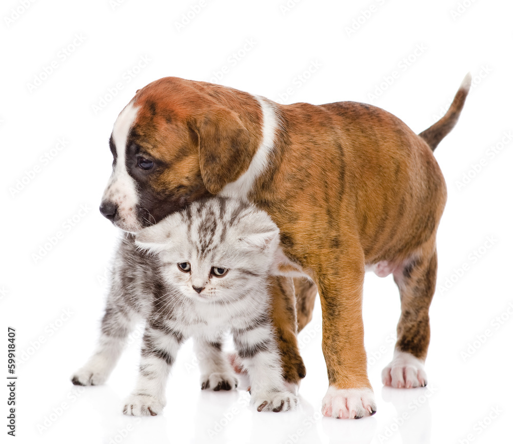 Obraz premium puppy hugs scottish kitten. isolated on white background
