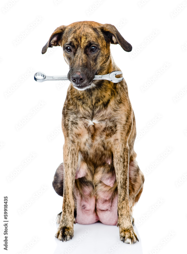 dog with wrench. isolated on white background dog with wrench. isolated on white background