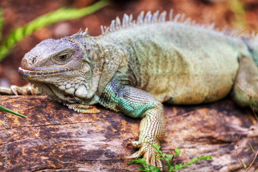 Rhinoceros Iguana (cyclura cornuta) for background use Rhinoceros Iguana (cyclura cornuta) for background use