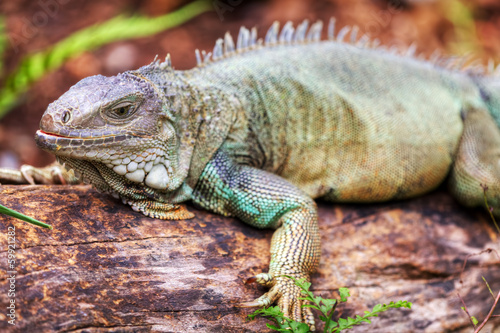 Rhinoceros Iguana  cyclura cornuta  for background use