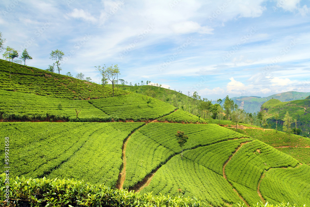 tea plantation landscape