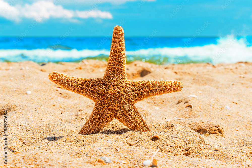 Starfish in the sand at the beach Starfish in the sand at the beach