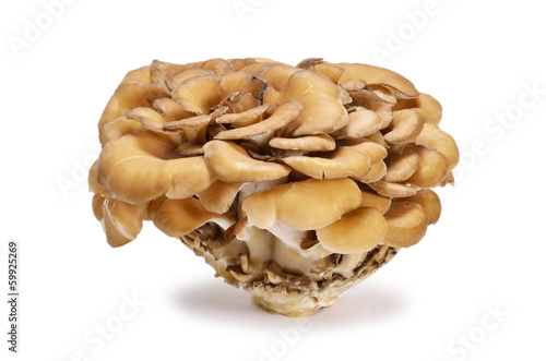 maitake mushroom