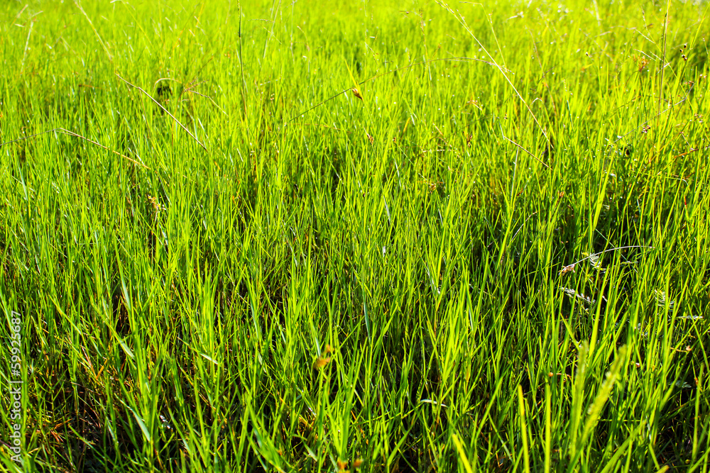 best beautiful the green grass meadow field and tree in sun ligh