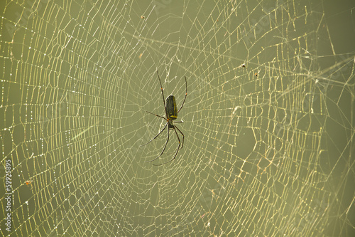 Nephila pilipes specie of golden orb-web spider