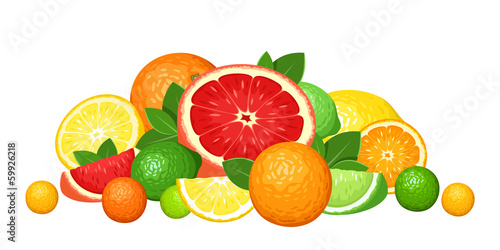 Citrus fruits. Vector illustration.