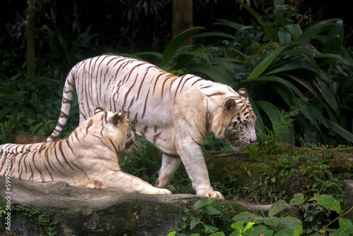 White tigers  Singapore