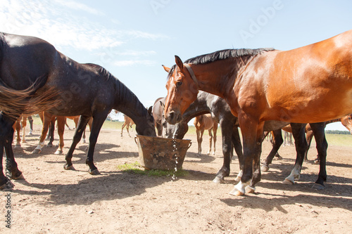 Horses drinking in pasture
