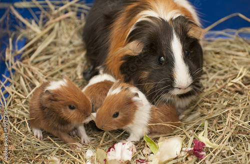 Guinea pig family