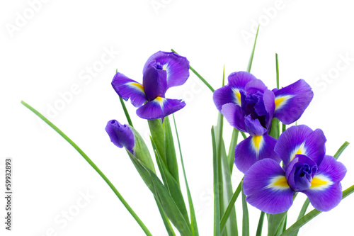 Fototapeta Naklejka Na Ścianę i Meble -  blue irise flowers