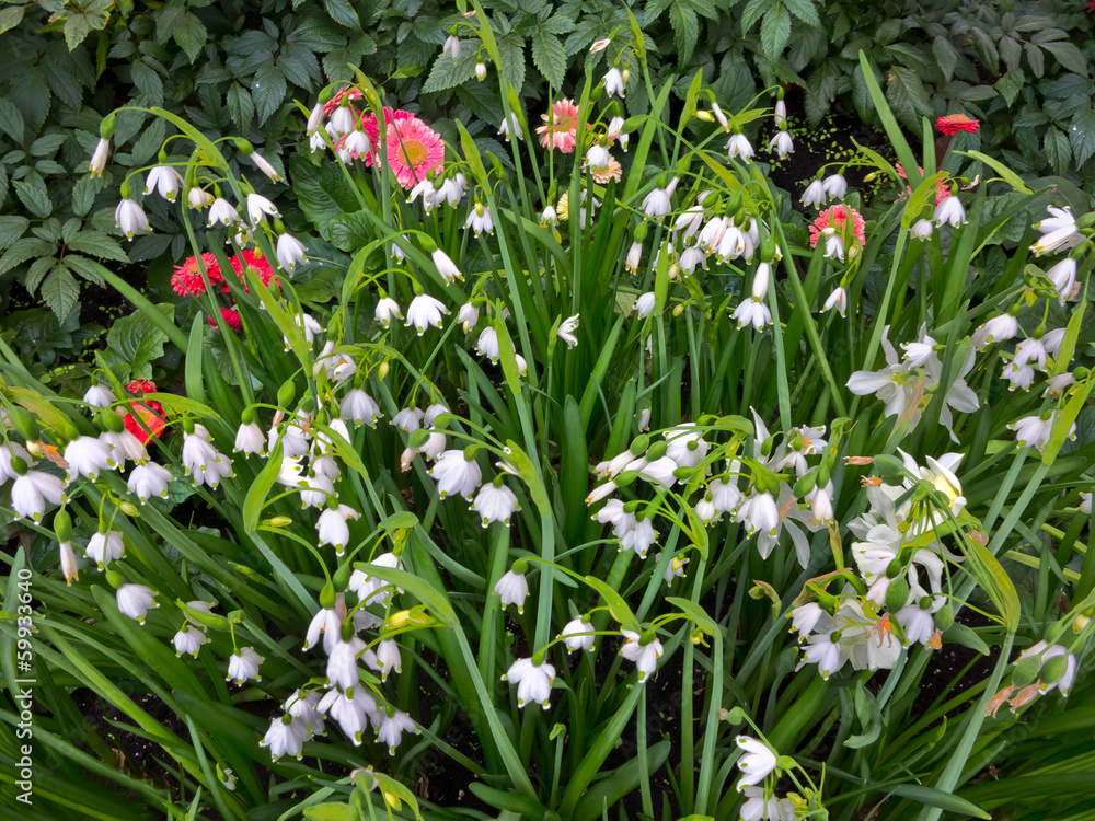 Fototapeta premium Fresh spring flowers. S