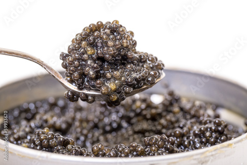 Black caviar in spoon from metal can, high angle