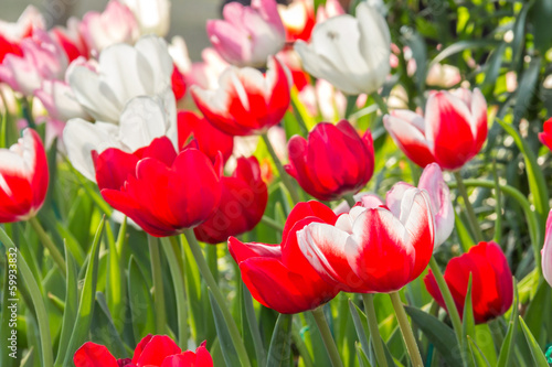 Fototapeta Naklejka Na Ścianę i Meble -  Red tulips and pink tulips in garden