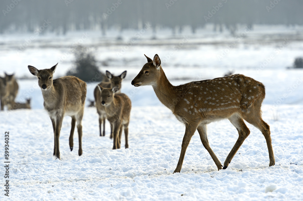A herd of spotted deer in winter A herd of spotted deer in winter