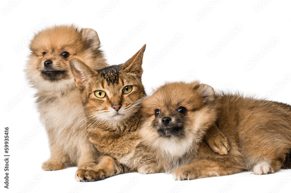 Cat and Pomeranian puppies