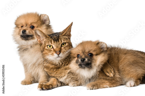 Cat and Pomeranian puppies